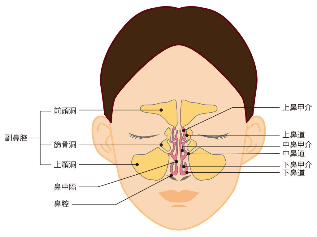 鼻の断面図